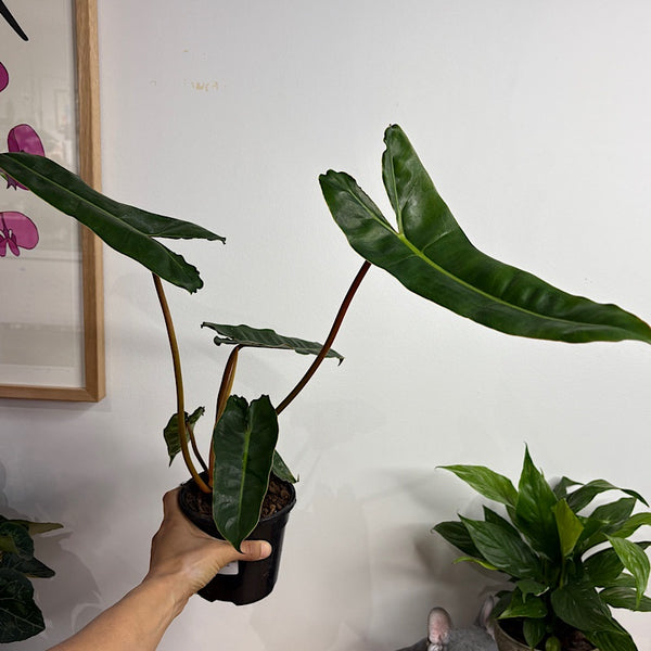 Philodendron Billietiae Emeraldi 120mm