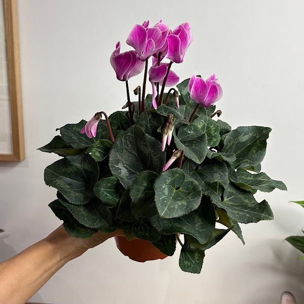 Cyclamen Allure Flame 130mm