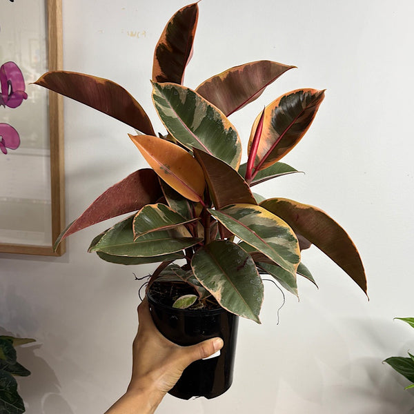 Ficus Elastica Tineke Tricolour 140mm