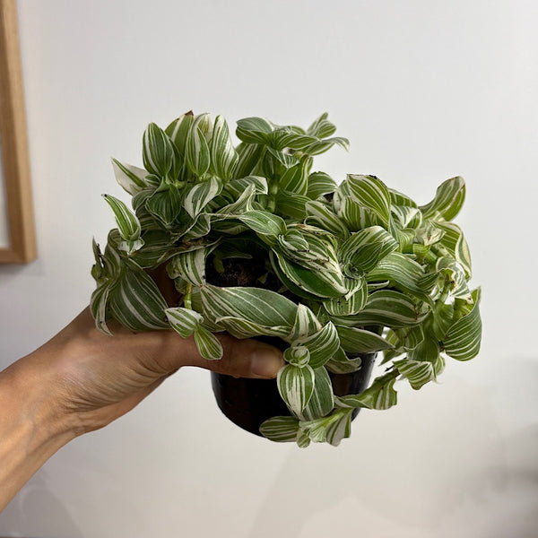 Tradescantia Flumensis Quicksilver 120mm