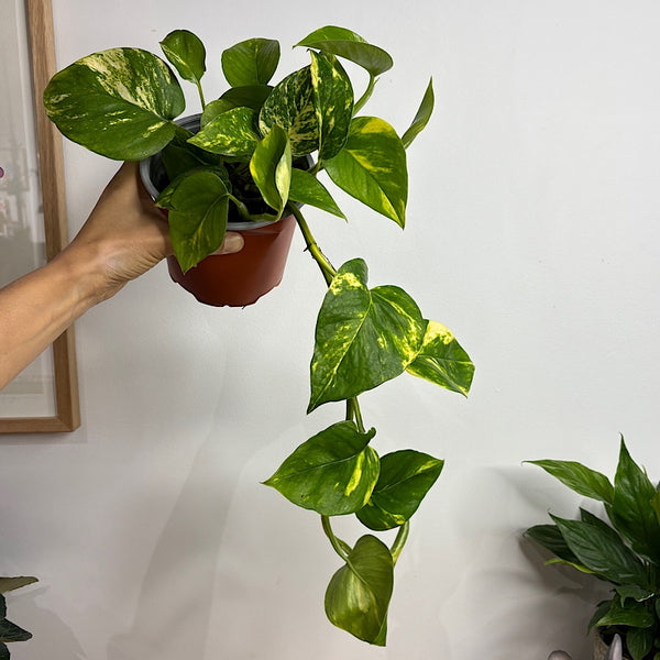 Devils Ivy Epipremnum Aureum Pothos 130mm