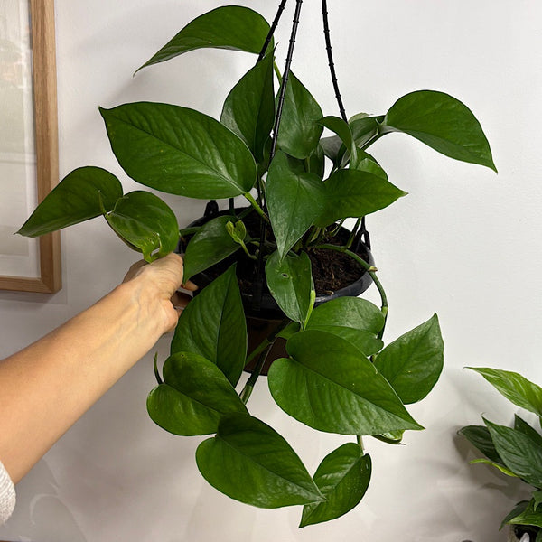 Epipremnum Aureum Green Dragon 200mm