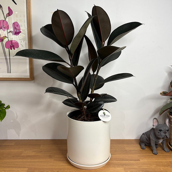 Ficus Burgundy Rubber Tree in X-Large Oslo Pot White