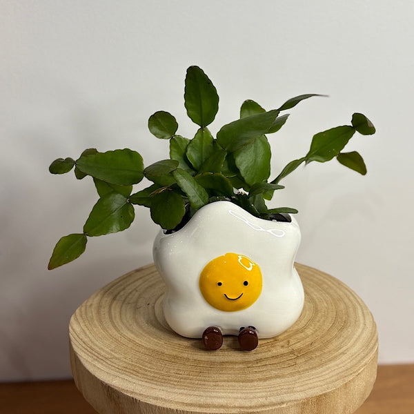 Rhipsalis in Ellie Egg Pot