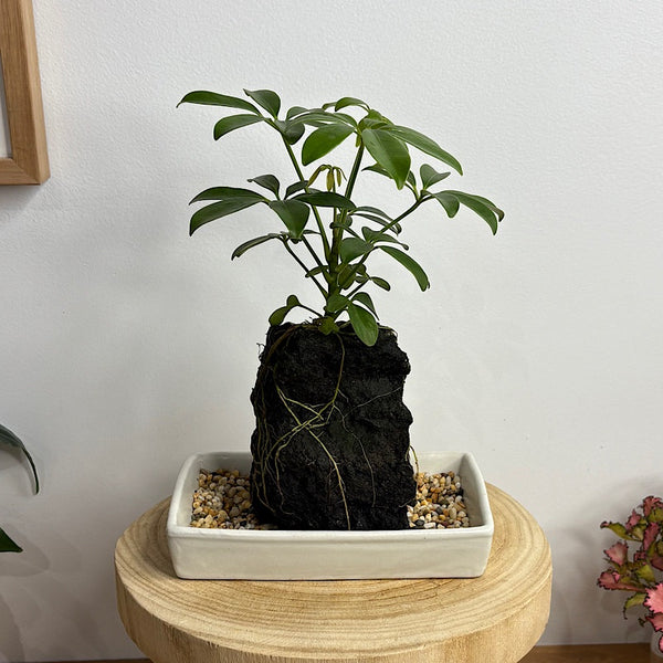 Schefflera Life on the Rocks in Parchment Pot