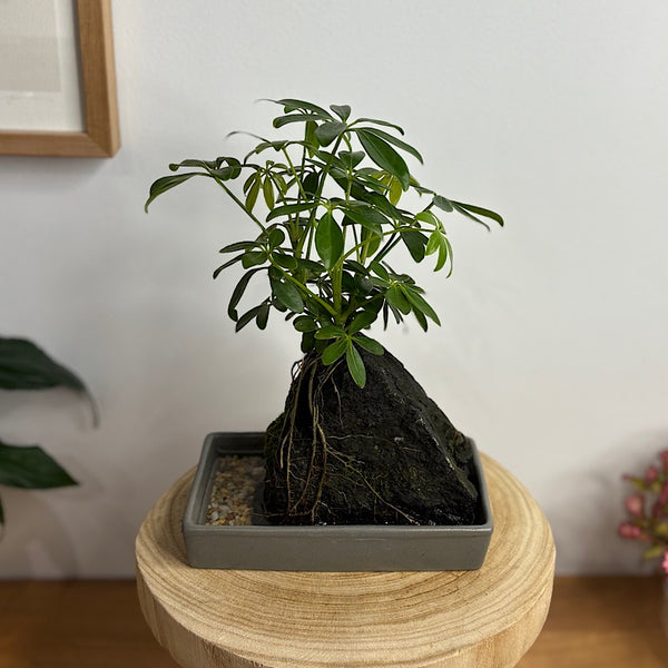 Schefflera Life on the Rocks in Charcoal Pot