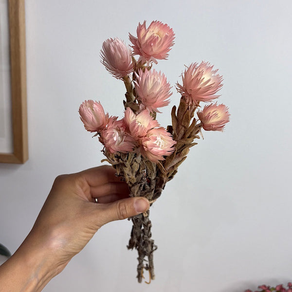 Dried Heath Aster Two Tone Pink