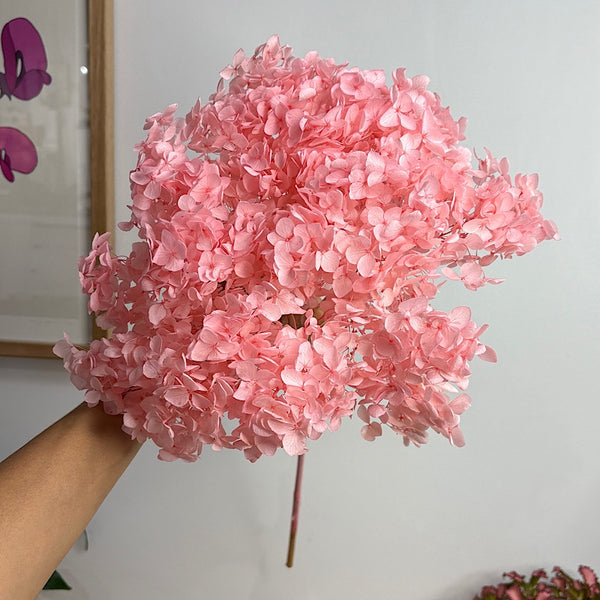 Preserved Hydrangea Pink