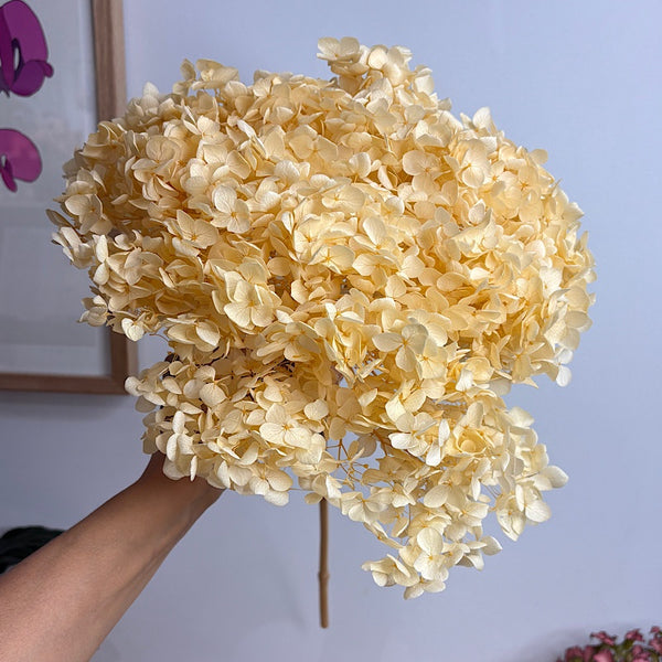 Preserved Hydrangea Champagne