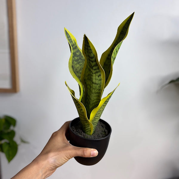 Artificial Sansevieria Snake Plant 37cmH