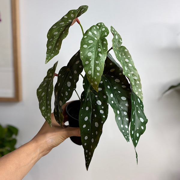 Artificial Begonia Maculata Polka Dot Begonia