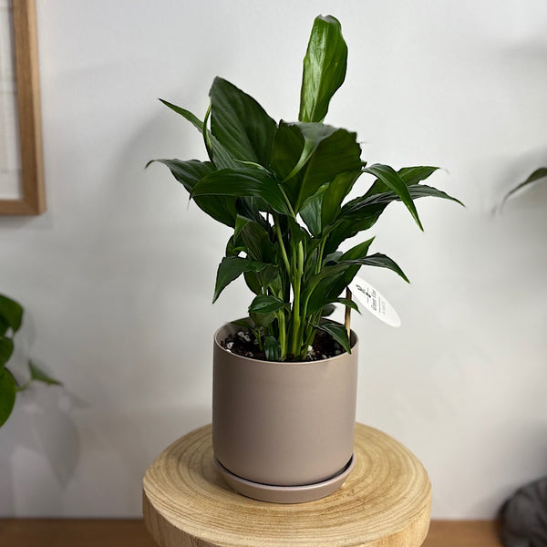 Peace Lily in Small Oslo Pot Fog