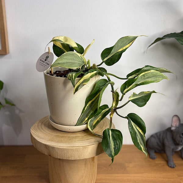 Philodendron Rio Cream Splash in Medium Gerti Speckle Pot White Speckle