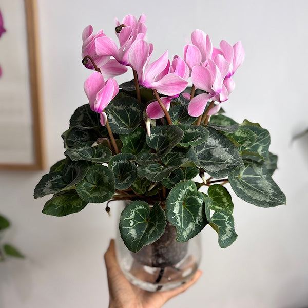 Cyclamen Allure Flame Pink in Large Self Watering Glass Pot