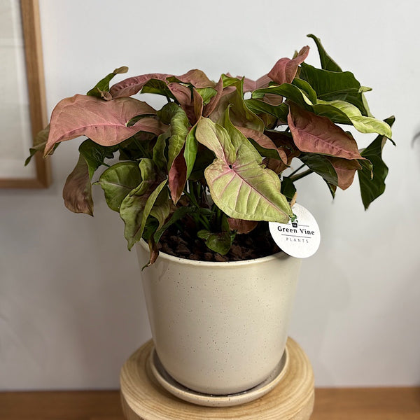 Syngonium Pink Lava in Large Gerti Pot White Speckle