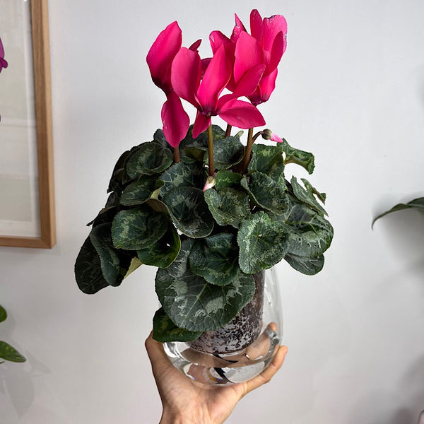 Cyclamen Neon Pink in Large Self Watering Glass Pot