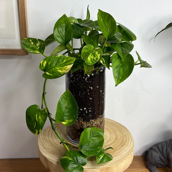 Epipremnum Devil's Ivy Pothos in Glass Cylinder
