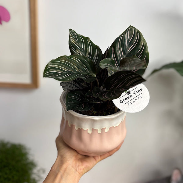Calathea Ornata Pinstripe in Jesse Pot Pink