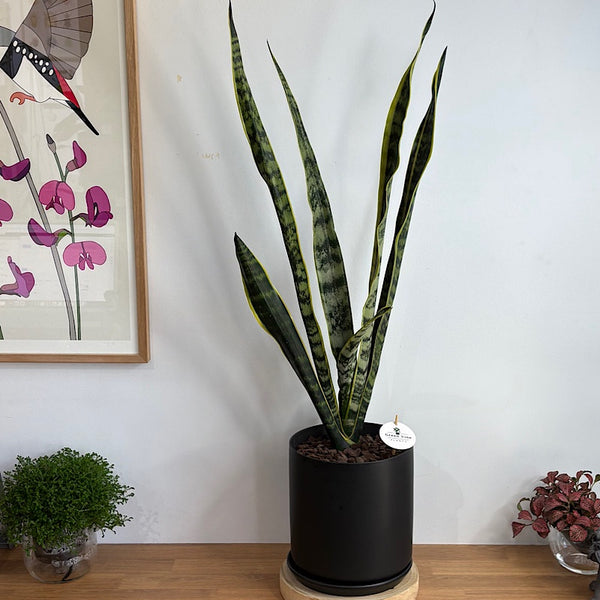 Sansevieria Laurentii Snake Plant in X-Large Oslo Pot Black