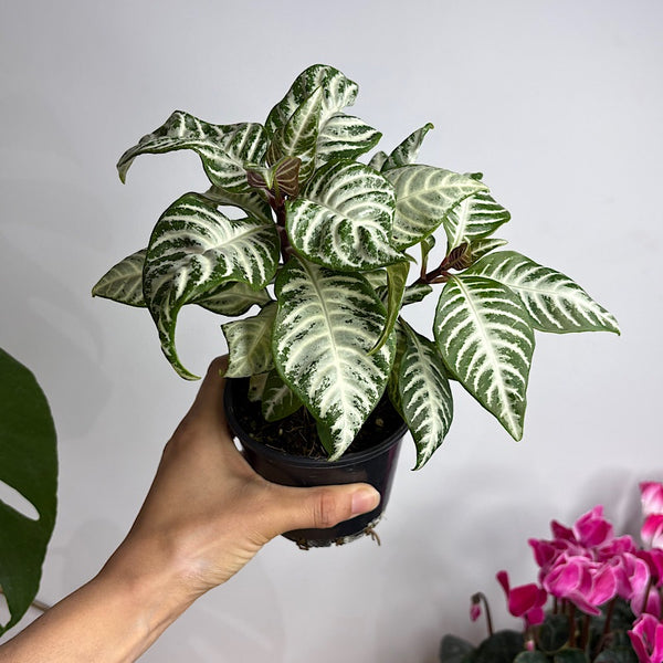 Aphelandra White Wash Zebra Plant 100mm