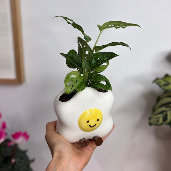 Monstera Monkey Mask in Ellie Egg Pot