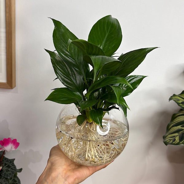 Peace Lily in Hydro Glass Orb