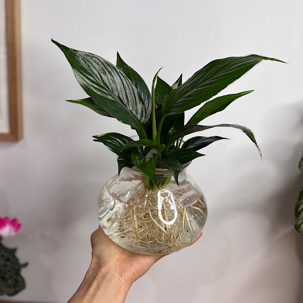 Peace Lily in Posy Squat Vase 15cm