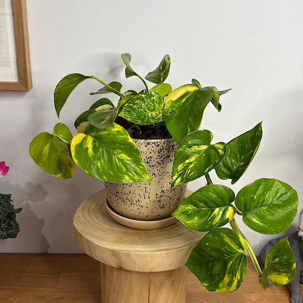 Devil's Ivy Pothos in Medium Gerti Speckle Pot Cookies & Cream