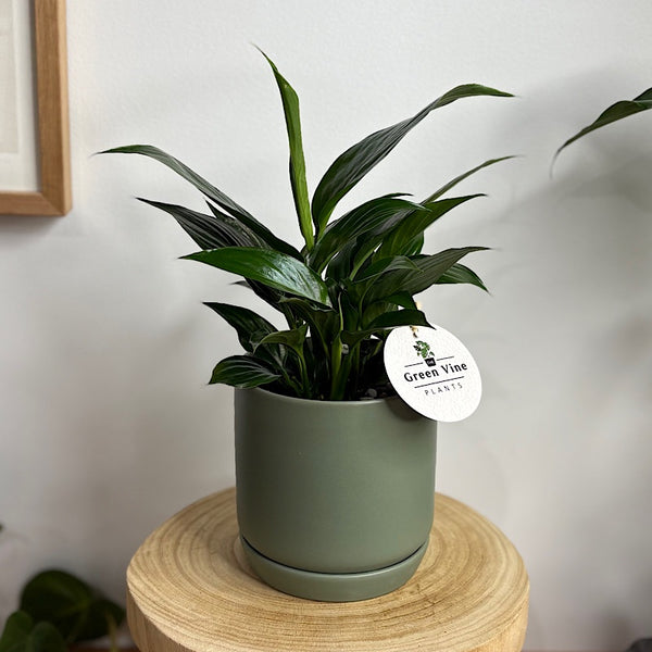 Peace Lily in Small Oslo Pot Eucalyptus