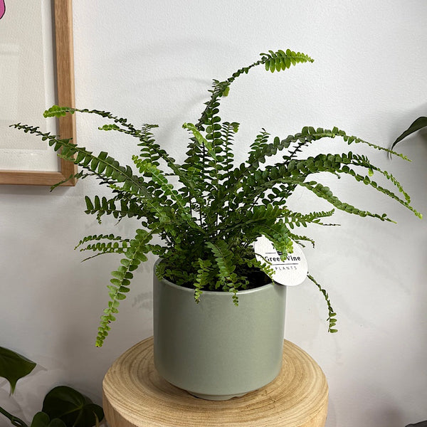 Lemon Button Fern in Medium Brisa Pot Sage