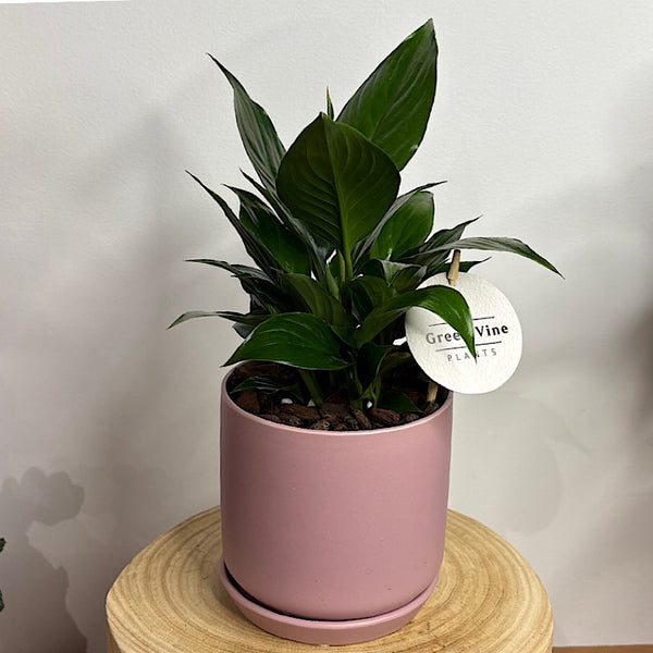 Peace Lily in Small Oslo Pot Mallow