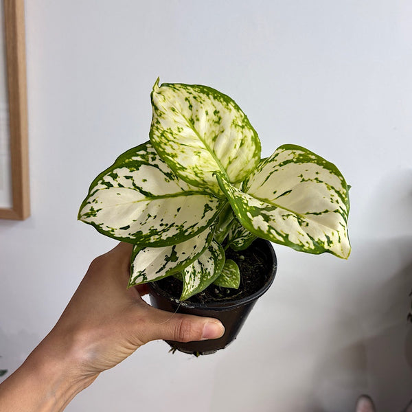 Aglaonema White Valentine 100mm