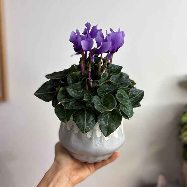 Cyclamen Blue Dragon in Jesse Pot Sky