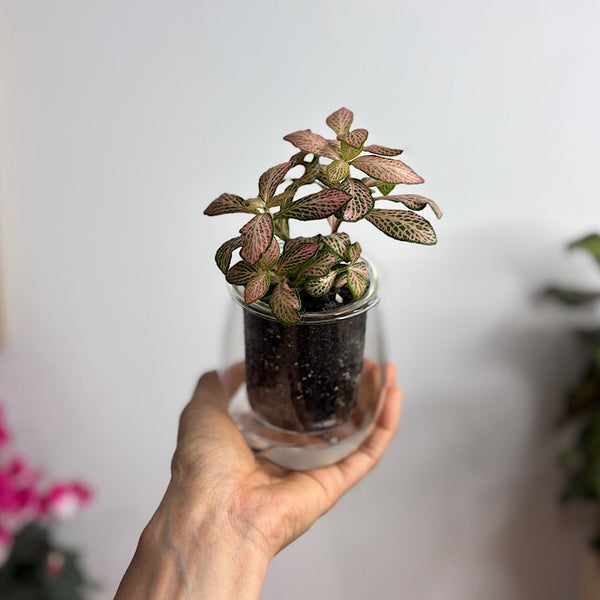 Fittonia Pink in Mini Self Watering Glass Pot