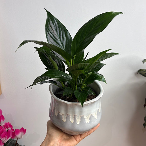 Peace Lily in Jesse Pot Sky