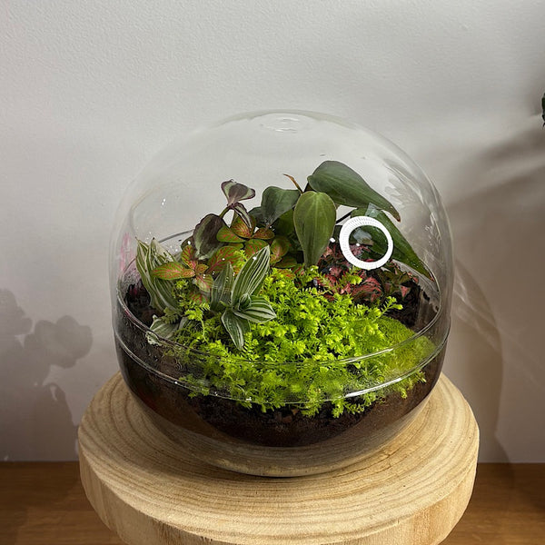 Enclosed Squat Dome Terrarium #2906