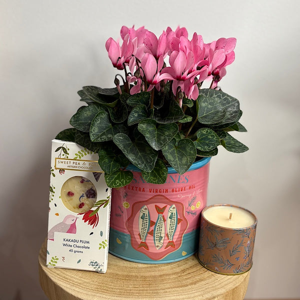 Fun Flowering Plant Gift Box - Same Day Local Delivery for Canberra