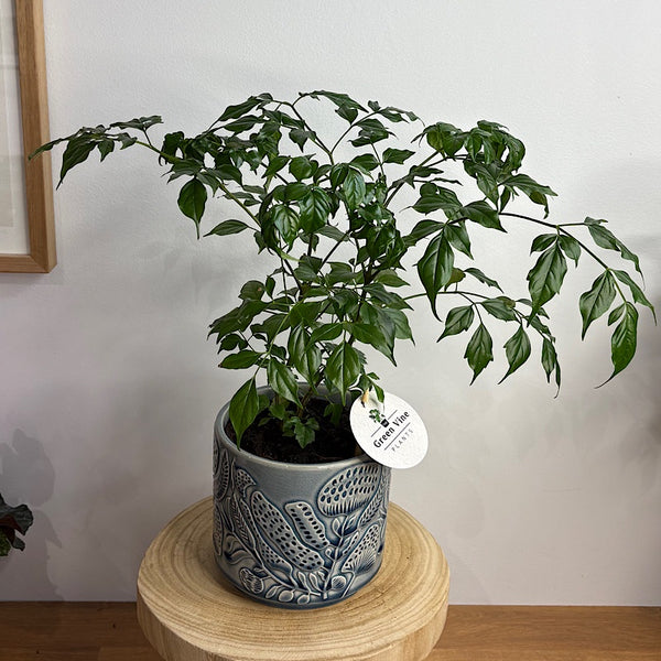 Asian Bell in Corindi Pot Blue