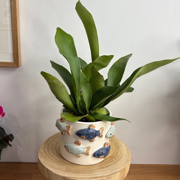Elkhorn Fern in School of Fish Pot