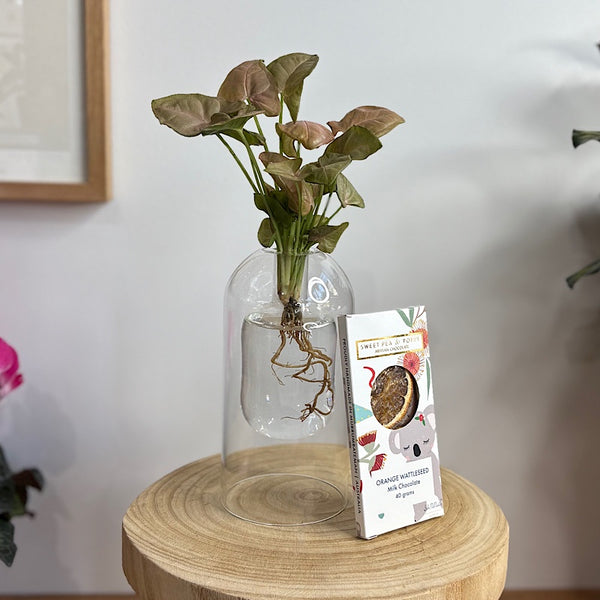 Glass Syngonium & Chocolate Gift Box  - Same Day Local Delivery for Canberra
