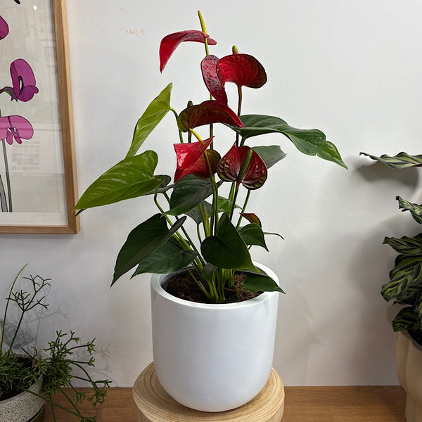 Anthurium Flamingo Flower Red in Winter Egg Pot White
