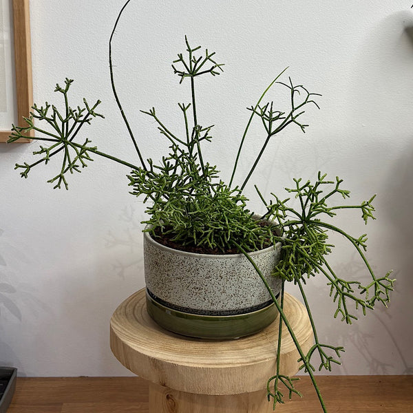 Rhipsalis Coral Cactus in Wide Pollock Pot Limestone