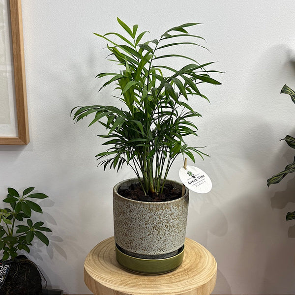 Parlour Palm in Small Pollock Pot Limestone