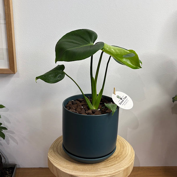 Monstera Deliciosa in Medium Oslo Pot Navy