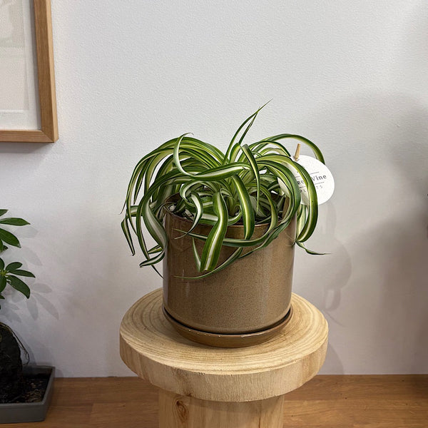Curly Spider Plant in Medium Oslo Pot Espresso