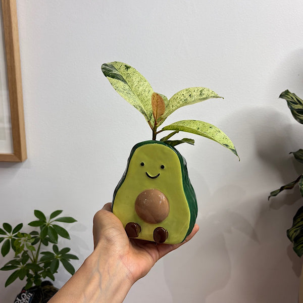 Ficus Plant in Aimee Avocado Pot