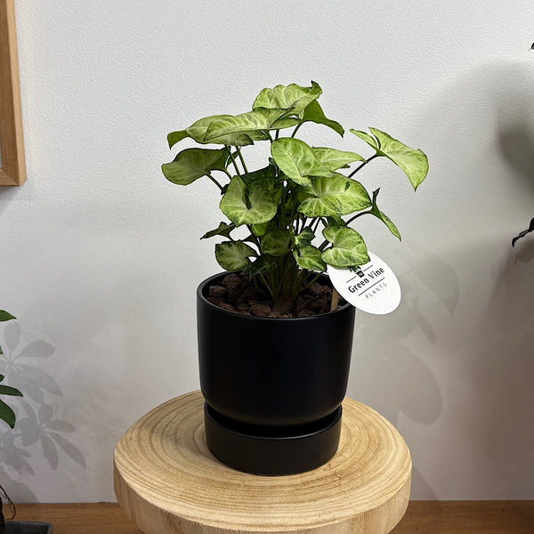 Syngonium White Butterfly in Small Stockholm Pot Black