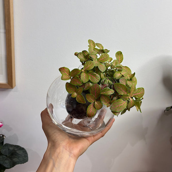 Fittonia Lime Green in Medium Tilted Self Watering Glass Pot