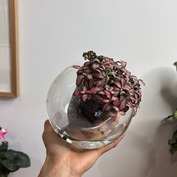 Fittonia Pink in Medium Tilted Self Watering Glass Pot