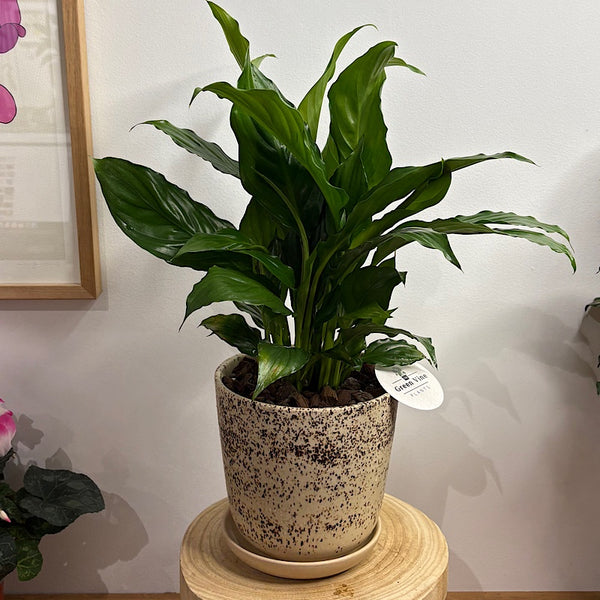 Peace Lily in Medium Gerti Pot Cookies and Cream